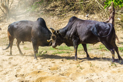 Horses standing in a field