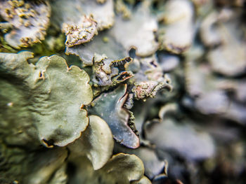 Close-up of mushroom growing on land