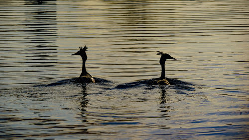 Bird swimming in lake