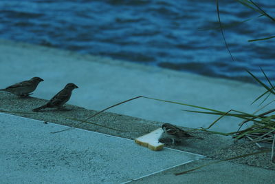 High angle view of birds perching on the sea