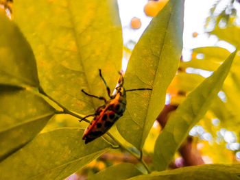 Close-up of butterfly on leaf