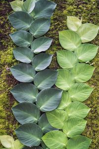 High angle view of succulent plant leaves on field