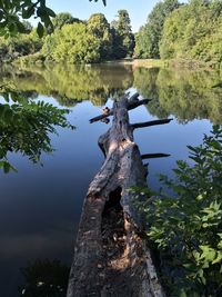 Reflection of tree in lake against sky