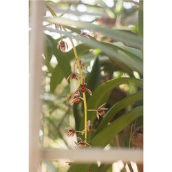 Close-up of insect on plant