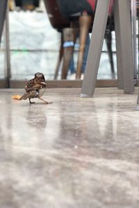 Low section of bird walking on floor