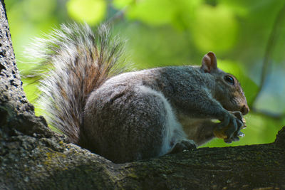 A squirrel on a tre at valentino park in turin, piedmont, italy.