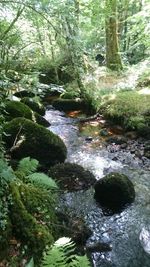 Stream flowing through rocks in forest