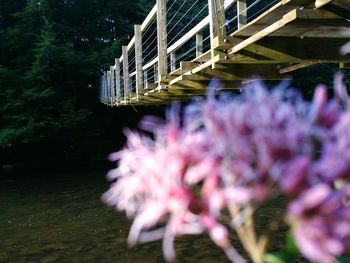 Close-up of pink flower in water