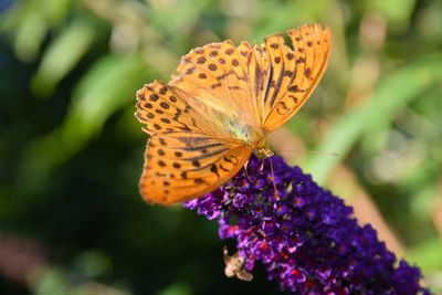 Close-up of butterfly pollinating on purple flower