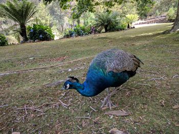 Peacock in a field