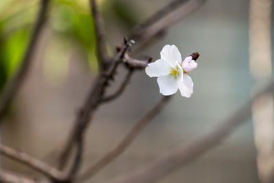 Close-up of white cherry blossom tree