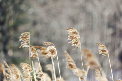 Close-up of reed growing in field