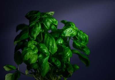 Close-up of green leaves against black background
