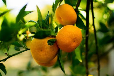 Close-up of fruits on tree