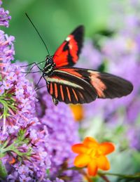 Close-up of butterfly pollinating on purple flower