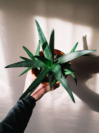 Close-up of hand holding plant