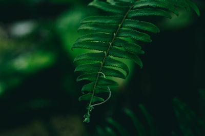 Close-up of fern leaves