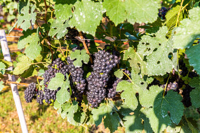 High angle view of grapes growing in vineyard