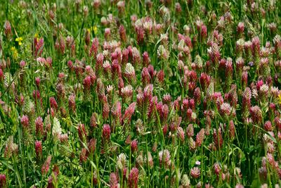 Close-up of pink flowering plants on field