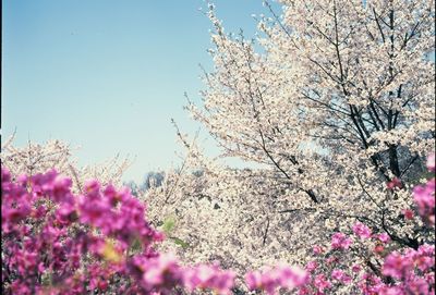 Close-up of pink flowers blooming on tree against sky