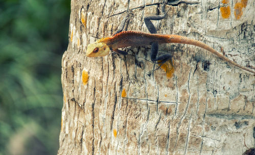 Close-up of lizard on tree trunk