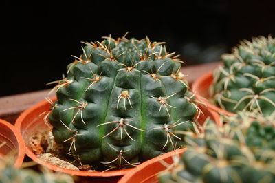 Close-up of succulent plant