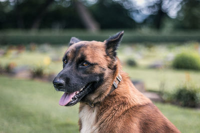 Portrait of dog sitting outdoors