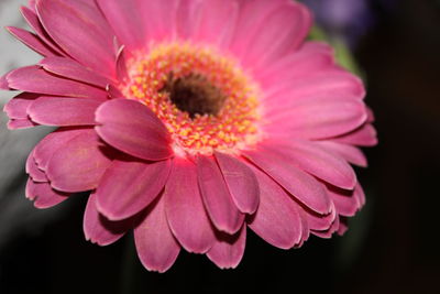 Close-up of pink daisy flower