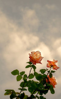 Close-up of flowers blooming against sky