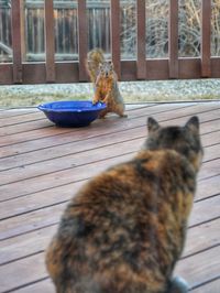 Squirrel by bowl with cat in foreground