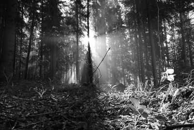 Trees in forest