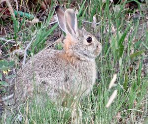 Close-up of a rabbit on field