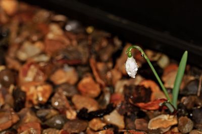 Close-up of plants against blurred background