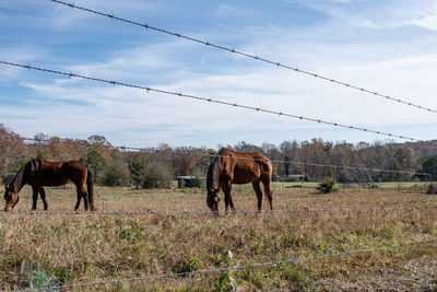 Horses grazing behind a barbed wire fence in an autumn pasture, with the fence in focus.