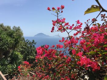 Pink flowering tree by mountain against sky