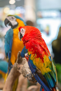 Close-up of parrot perching on branch