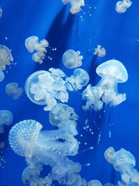 Close-up of jellyfish swimming in sea