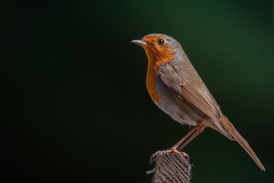 Close-up of bird perching on wood