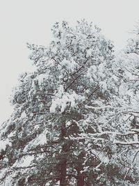 Low angle view of snow covered tree against sky