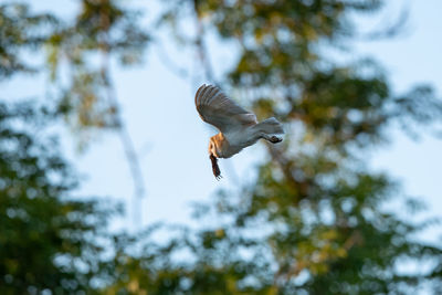 Low angle view of bird flying against sky