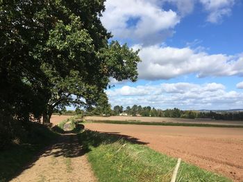 Trees on field against sky