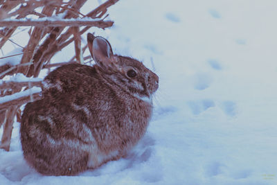 Close-up of squirrel on snow