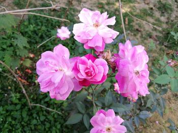 Close-up of pink flowers blooming outdoors