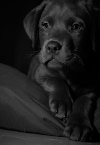 Close-up portrait of puppy relaxing at home