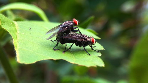 Close-up of insect on leaf