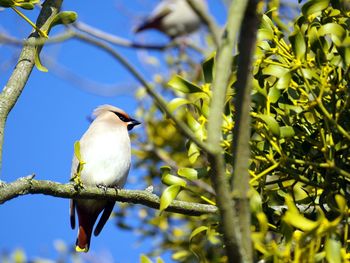 Low angle view of bird perching on tree