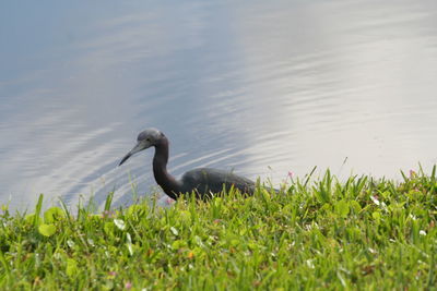 Swan swimming in lake