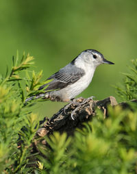 Close-up of bird perching on branch