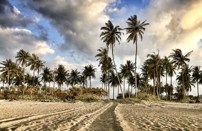 Scenic view of palm trees on beach against sky