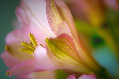 Close-up of pink flower